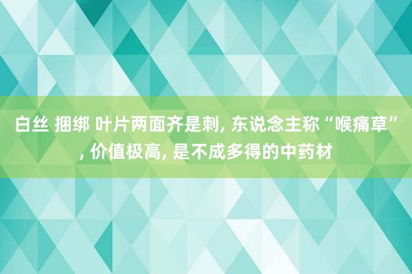 白丝 捆绑 叶片两面齐是刺， 东说念主称“喉痛草”， 价值极高， 是不成多得的中药材